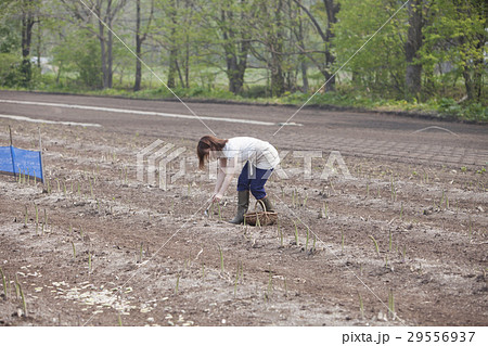 アスパラを収穫する女性 29556937