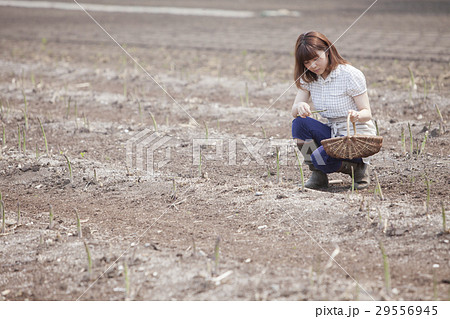 アスパラを収穫する女性 29556945