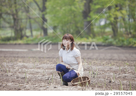 アスパラを収穫する女性 29557045