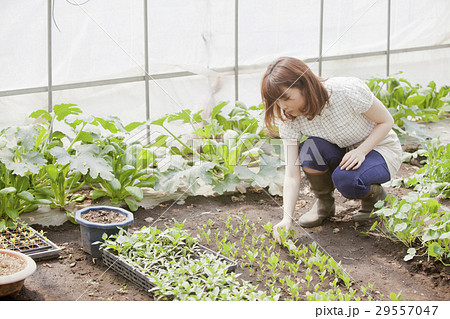 農業女子 29557047