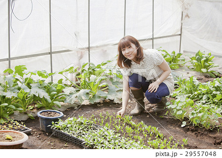 農業女子 29557048