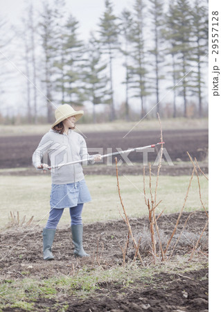 剪定をする女性 剪定をする女性 29557128