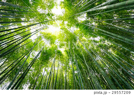 竹林のイメージ 竹林のイメージ 29557209