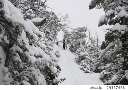 冬の八ヶ岳「北横岳・縞枯山」雪景色 29557468