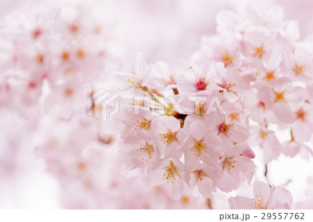 桜 29557762