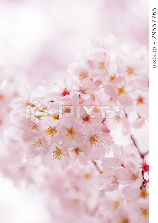 桜 29557765
