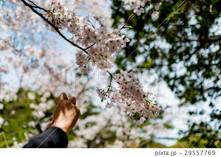 桜 29557769
