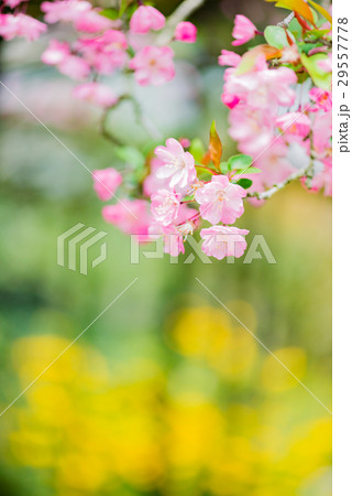 桜 29557778