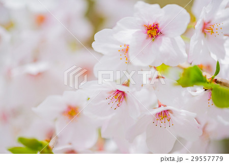 桜 29557779