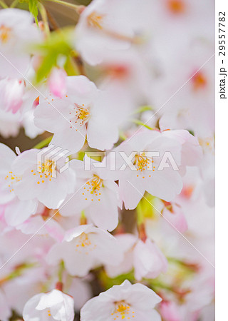 桜 29557782