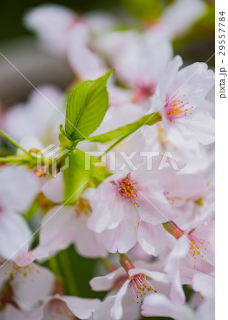 桜 29557784