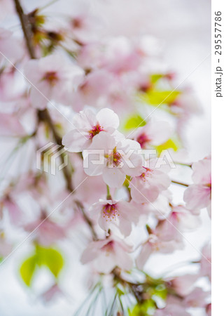 桜 29557786