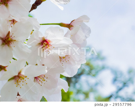 桜 29557796