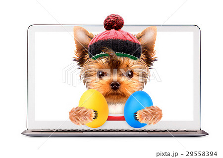 Funny dog with easter eggs and laptop Funny dog with easter eggs and laptop 29558394