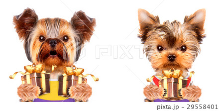 Funny dogs holding gifts. Holidays concept 29558401