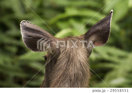 Samba Deer in Thong Pha Phum National Park 29558551