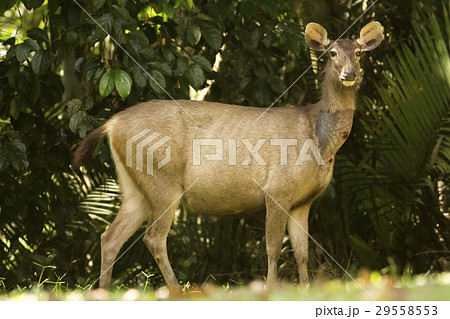 Samba Deer in Thong Pha Phum National Park 29558553