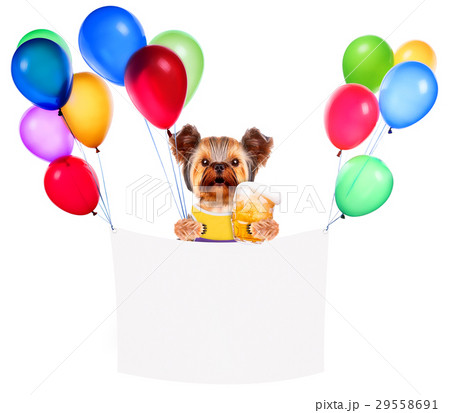 Funny dogs holding balloons and beer Funny dogs holding balloons and beer 29558691