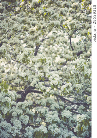 Tree brunch with white spring blossoms Tree brunch with white spring blossoms 29559318