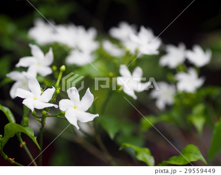 white Gerdenia Crape Jasmine, white flowers  29559449