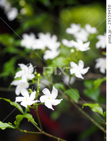 white Gerdenia Crape Jasmine, white flowers  29559450