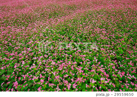 赤そばの花 赤そばの花 29559650
