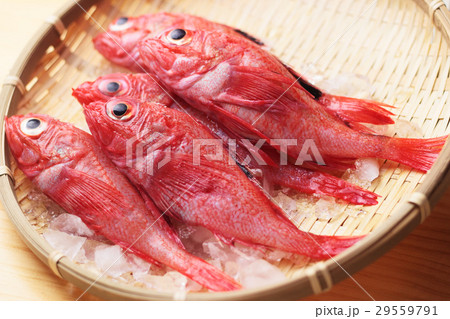 ザルの上のキンキ 29559791