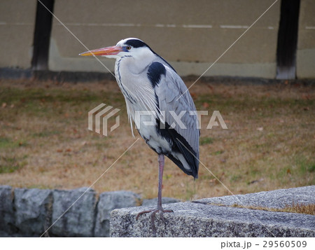 アオサギ(京都、東寺で撮影) 29560509