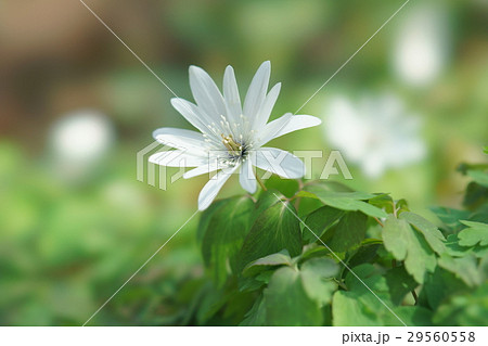 東一華 東一華 29560558