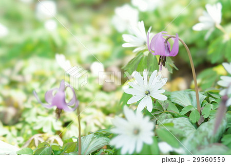 片栗＆東一華 29560559