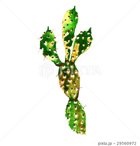 Tropical cactus tree in a watercolor style 29560972