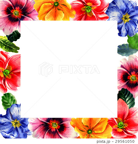 Wildflower Primrose flower frame in a watercolor 29561050
