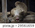 仰向けになって毛繕いされるニホンザル 29561659
