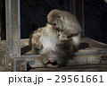 仰向けになって毛繕いされるニホンザル 29561661