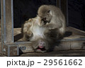 仰向けになって毛繕いされるニホンザル 29561662
