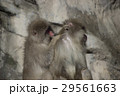 毛繕いされるニホンザル 29561663