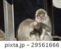 毛繕いする2頭のニホンザル 29561666