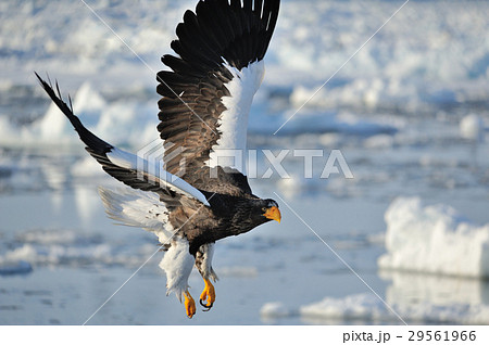 氷海に羽ばたく 29561966