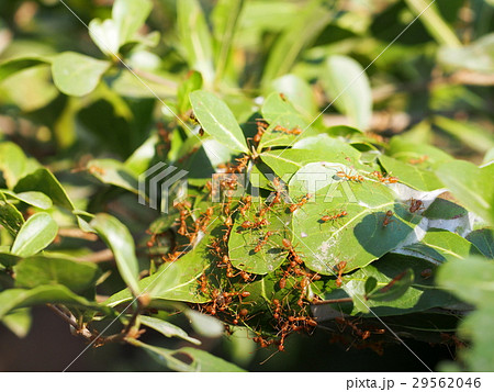 some aggressive red ants running around a nest some aggressive red ants running around a nest 29562046