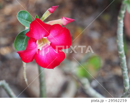 beautiful Desert Rose, Impala Lily, Mock Azalea 29562259