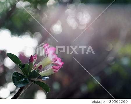 beautiful Desert Rose, Impala Lily, Mock Azalea 29562260