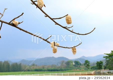 cotton tree 29562634