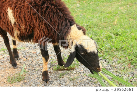 Sheep on the farm 29562661