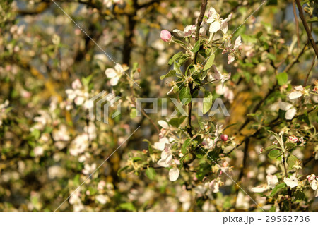 Apple tree's flowers blossom and blooming on a Apple tree's flowers blossom and blooming on a 29562736