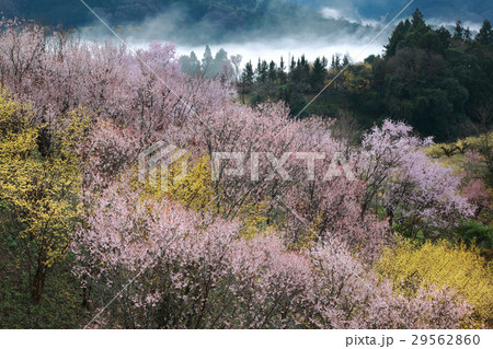 朝霧と彼岸桜 29562860