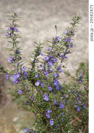 花一杯のほふく性のローズマリー（自由に伸びる）-3 29562875