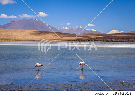 Pink flamingos in altiplano laguna, Bolivia 29562912