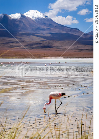 Pink flamingos in laguna Honda, Bolivia 29562913