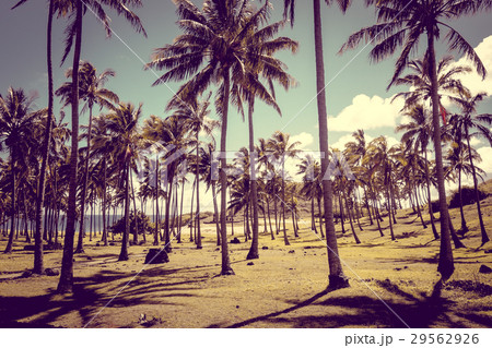 Anakena palm beach and Moais statues easter island 29562926