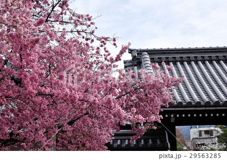 長徳寺の春 長徳寺の春 29563285